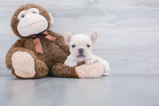 Akc Registered French Bulldog Baby