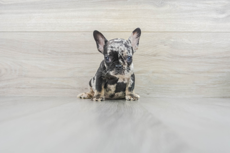 Best French Bulldog Baby