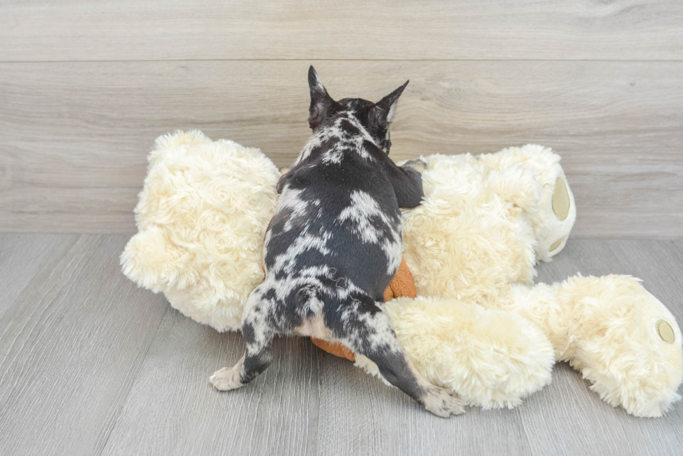 Hypoallergenic French Bulldog Purebred Pup