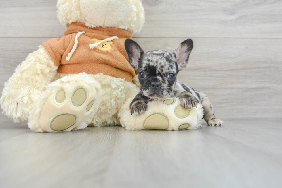 Small French Bulldog Purebred Pup