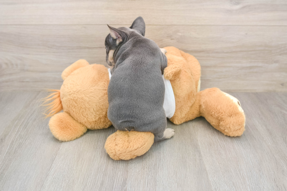 Energetic Frenchie Purebred Puppy