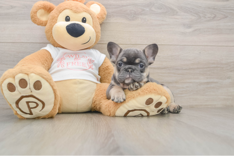French Bulldog Puppy for Adoption