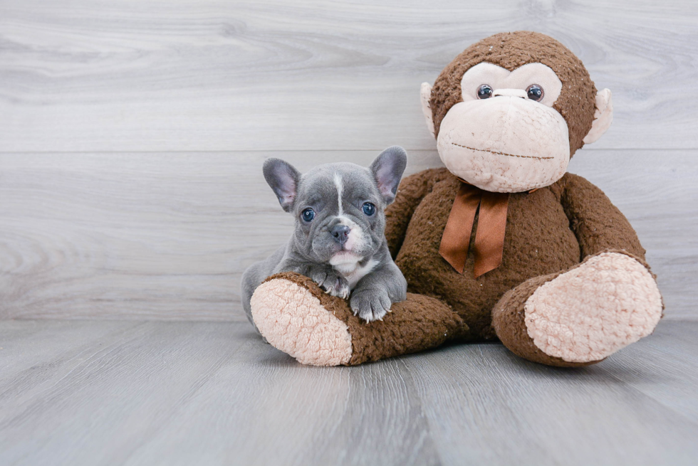 Friendly French Bulldog Baby