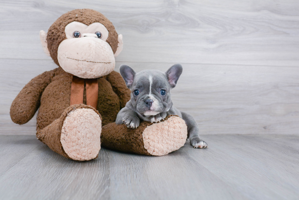 Adorable Frenchie Purebred Puppy