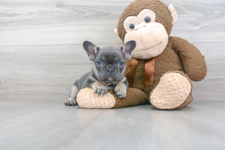 Sweet Frenchie Purebred Puppy