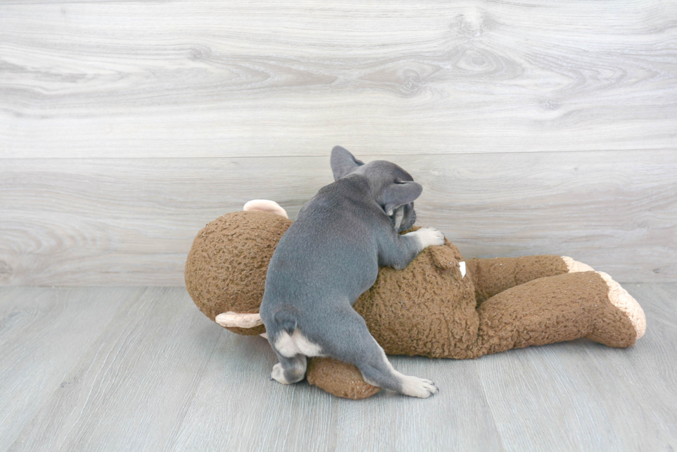 Playful French Bulldog Baby