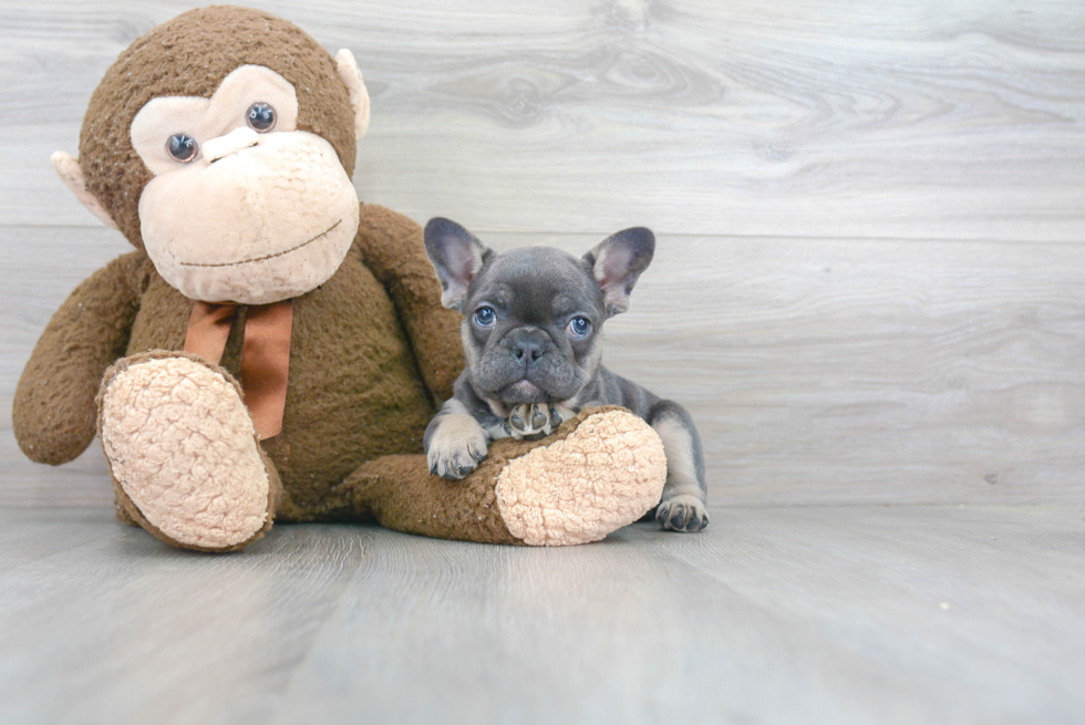 Adorable Frenchie Purebred Puppy