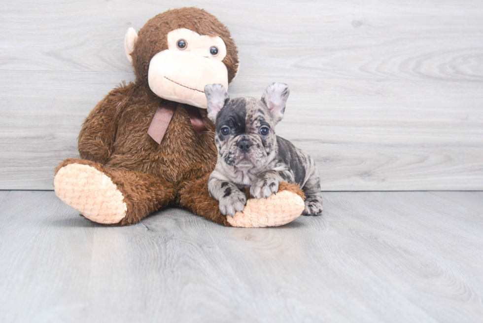 French Bulldog Puppy for Adoption