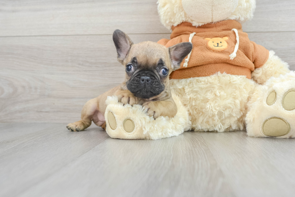 Akc Registered French Bulldog Baby