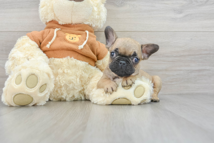 Best French Bulldog Baby