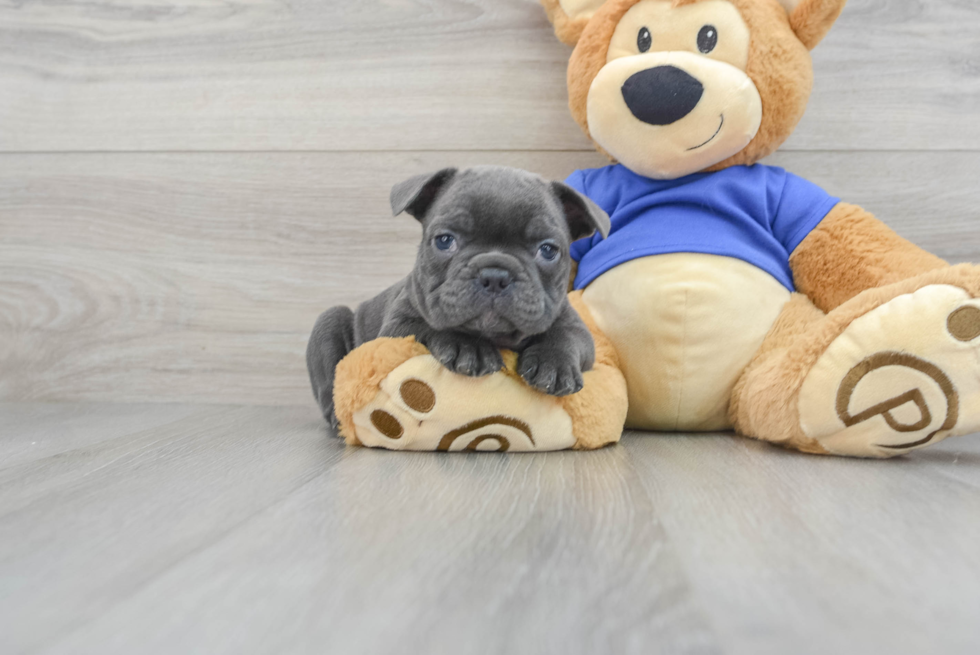 French Bulldog Puppy for Adoption