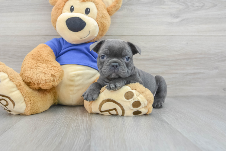 Sweet Frenchie Purebred Puppy