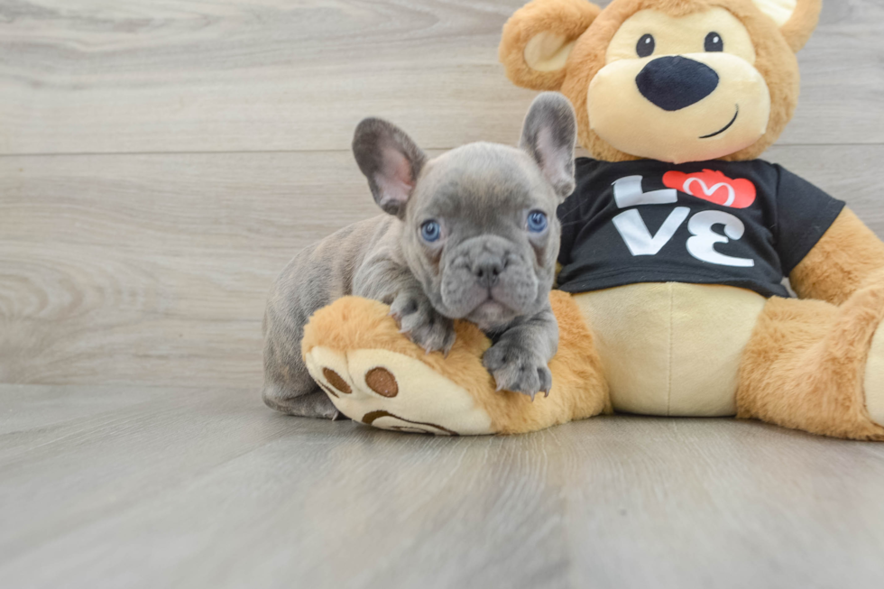 French Bulldog Pup Being Cute