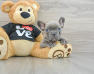 7 week old French Bulldog Puppy For Sale - Premier Pups