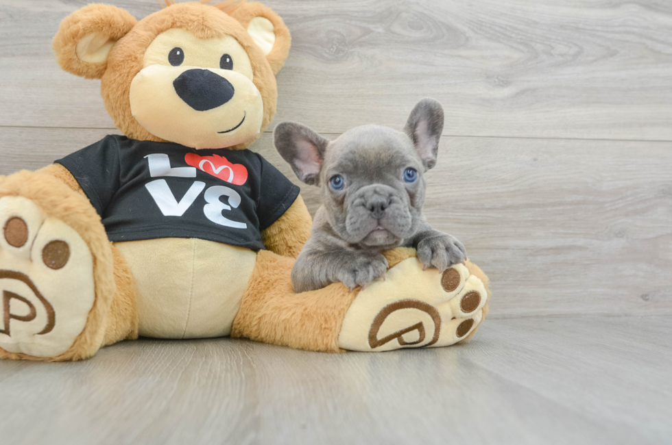 8 week old French Bulldog Puppy For Sale - Premier Pups