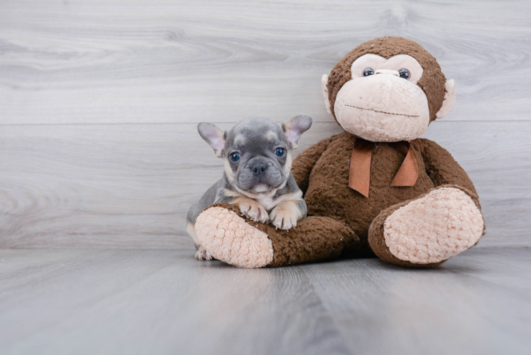 Smart Frenchie Purebred Puppy