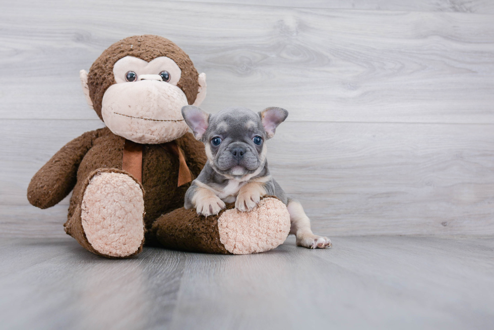 Playful French Bulldog Baby