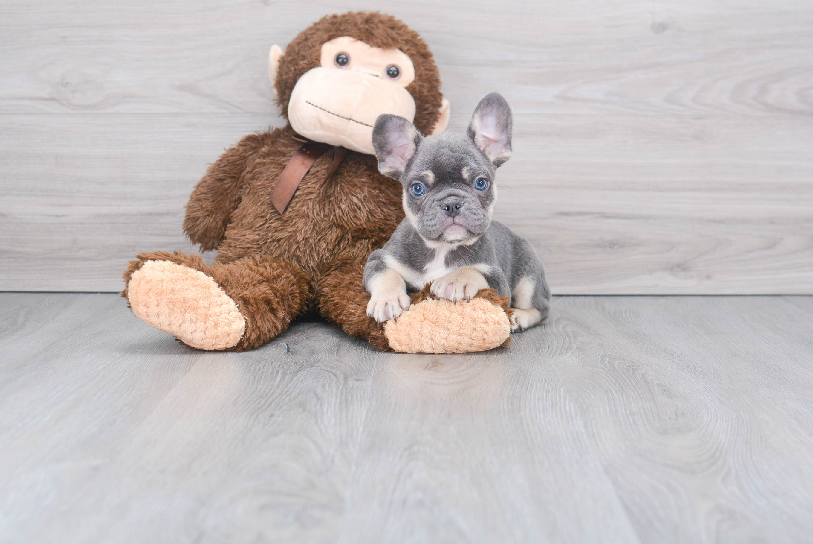 Popular French Bulldog Purebred Pup