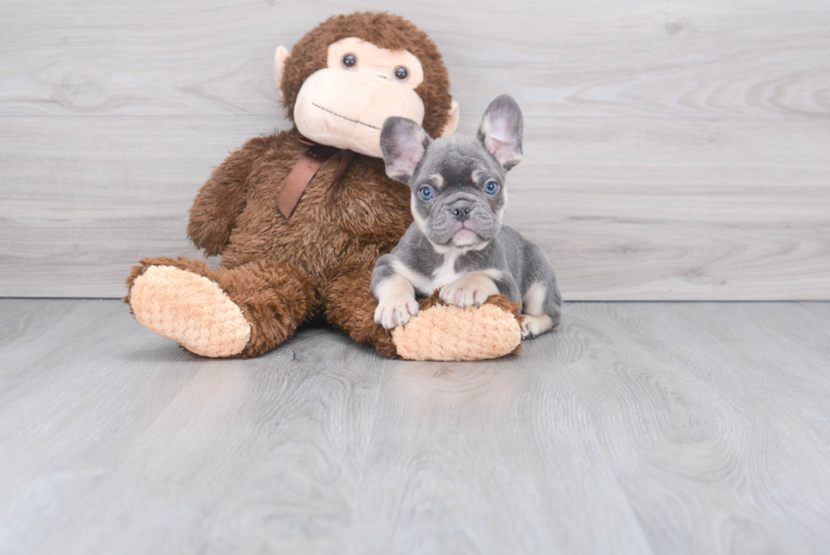 Popular French Bulldog Purebred Pup