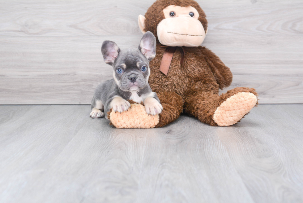 Best French Bulldog Baby