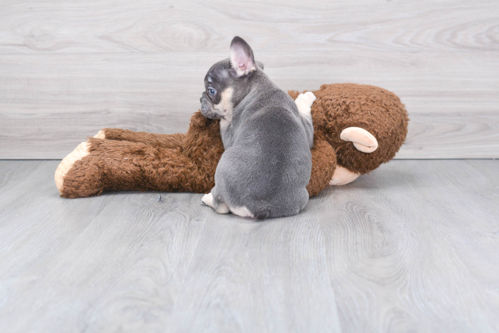 French Bulldog Puppy for Adoption