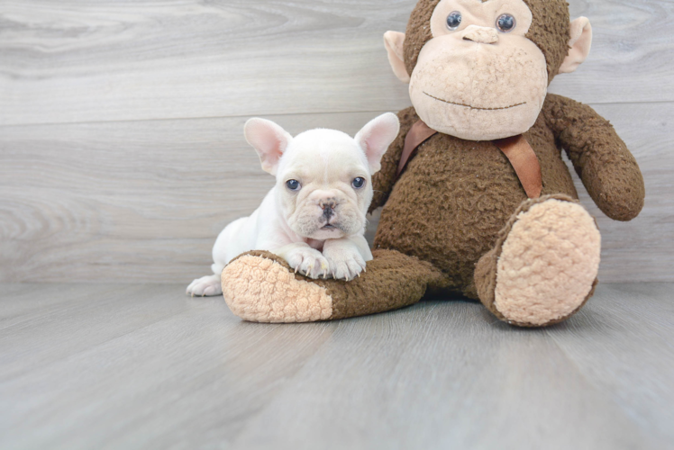 Best French Bulldog Baby