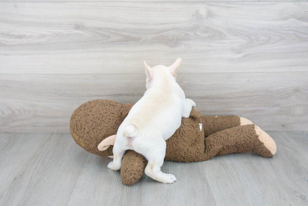 Fluffy Frenchie Purebred Puppy