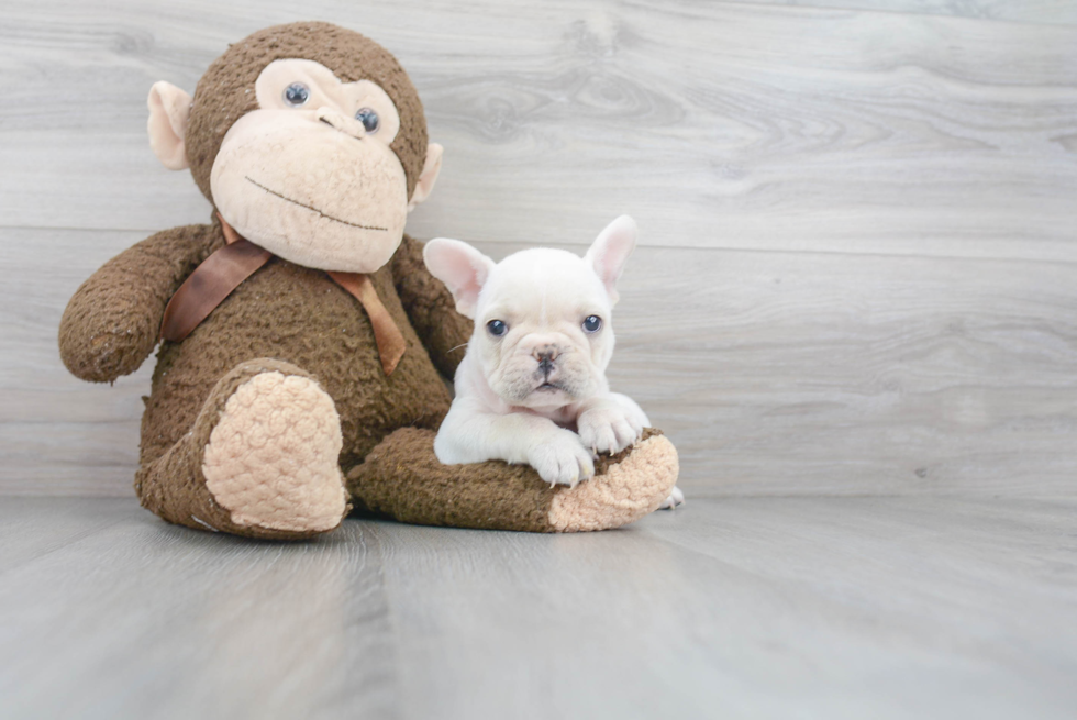 French Bulldog Puppy for Adoption