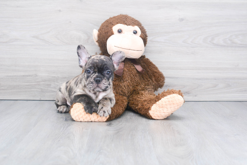 Adorable Frenchie Purebred Puppy