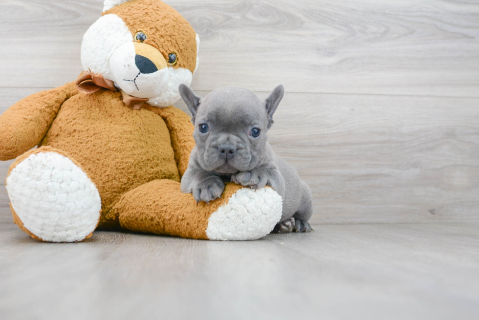 French Bulldog Puppy for Adoption