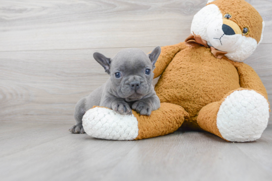 Friendly French Bulldog Purebred Pup