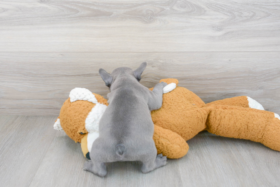 Best French Bulldog Baby