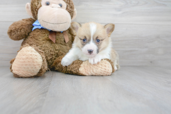 Small French Bulldog Purebred Pup