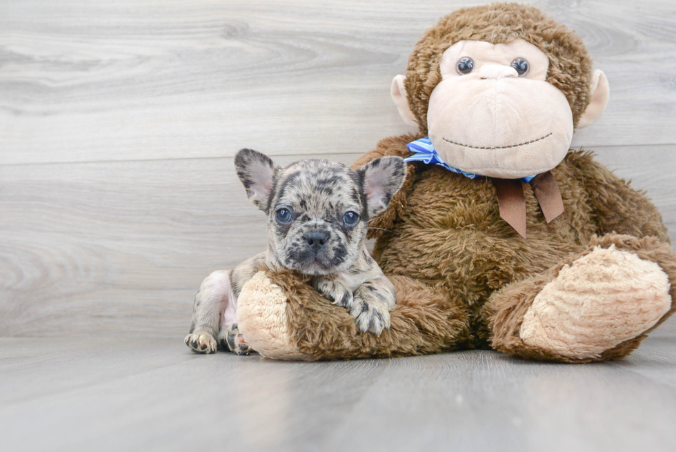 French Bulldog Pup Being Cute