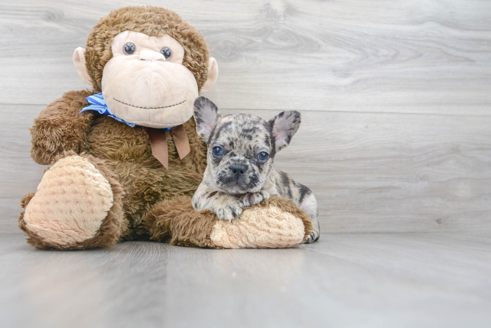 Akc Registered French Bulldog Baby