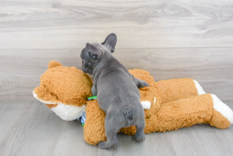 Playful French Bulldog Purebred Pup