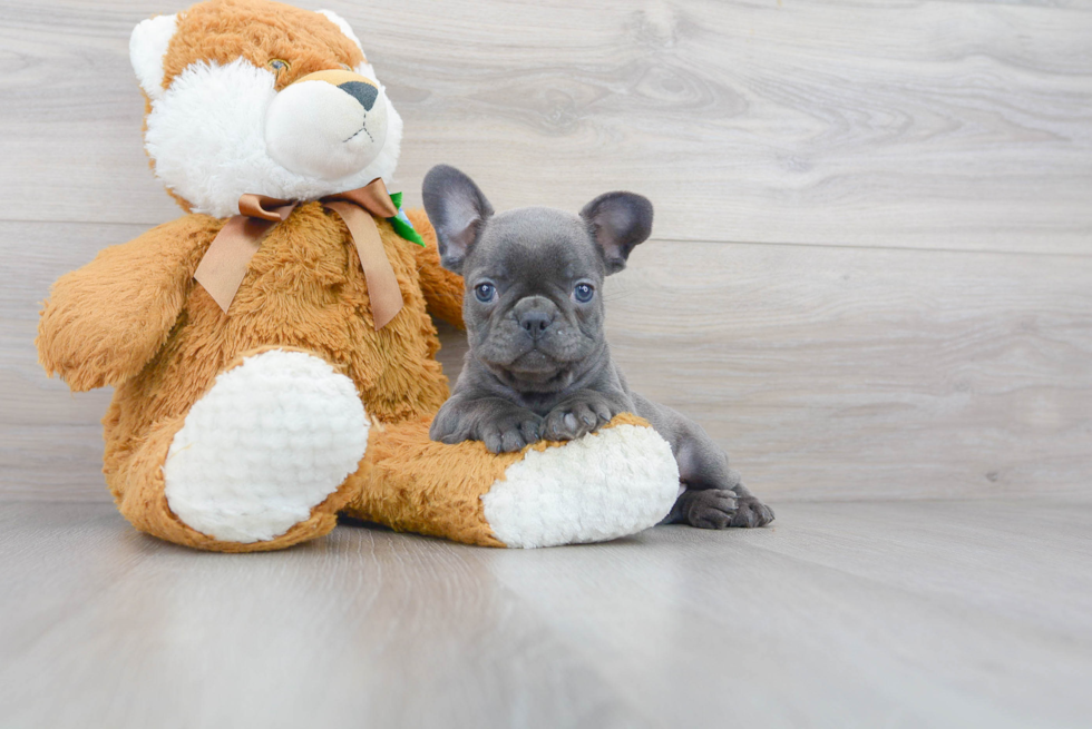 Funny French Bulldog Baby