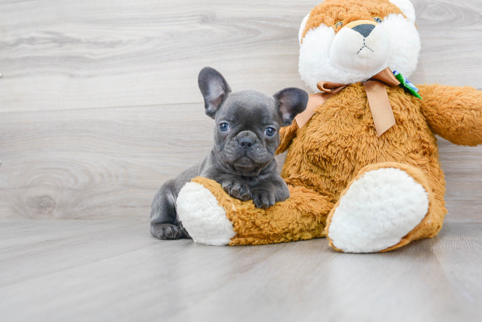 Funny French Bulldog Purebred Pup