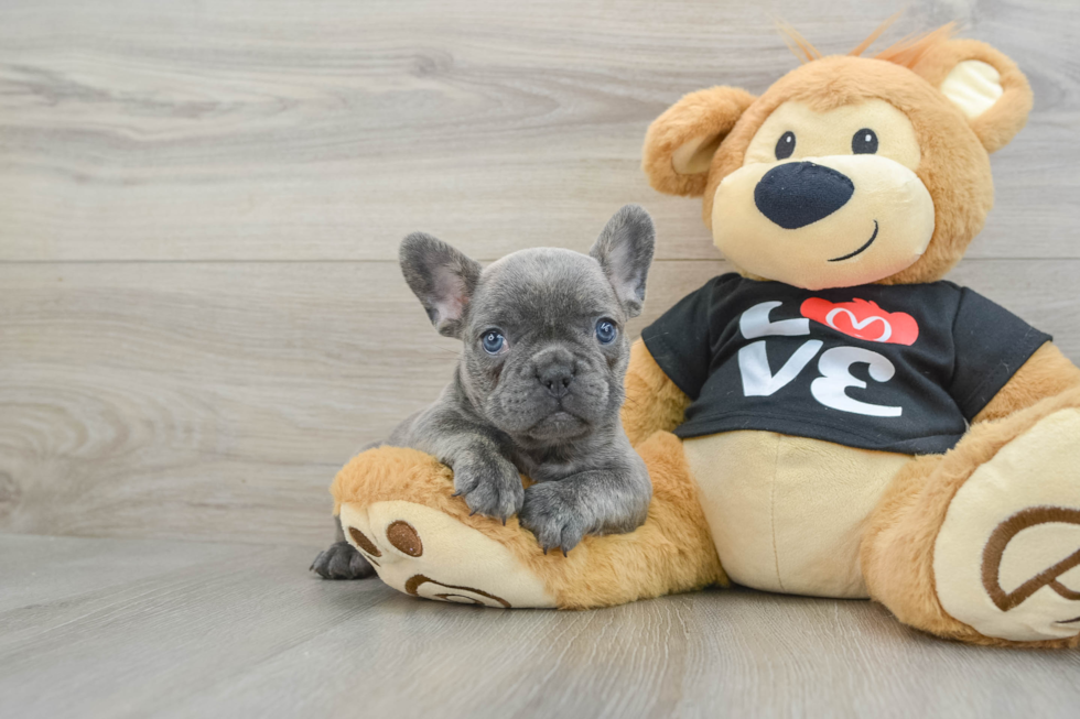 Best French Bulldog Baby