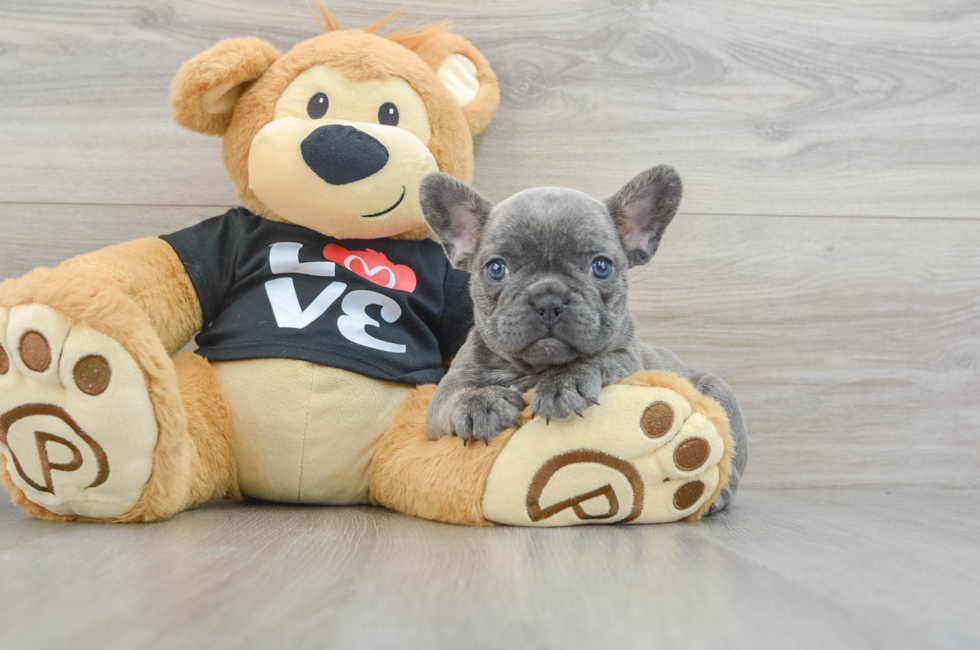 8 week old French Bulldog Puppy For Sale - Premier Pups