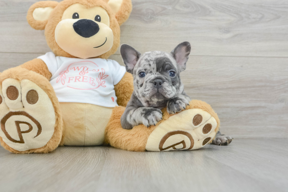 Friendly French Bulldog Baby