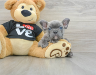 7 week old French Bulldog Puppy For Sale - Premier Pups