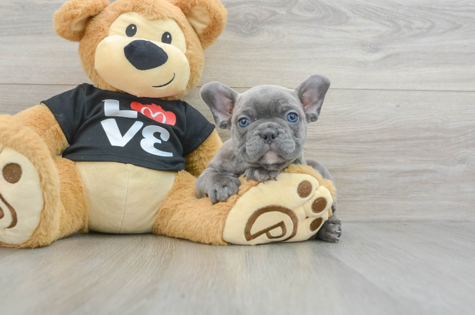 6 week old French Bulldog Puppy For Sale - Premier Pups