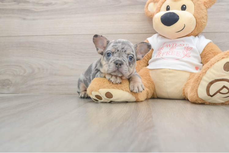 French Bulldog Puppy for Adoption