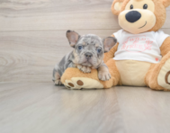 6 week old French Bulldog Puppy For Sale - Premier Pups