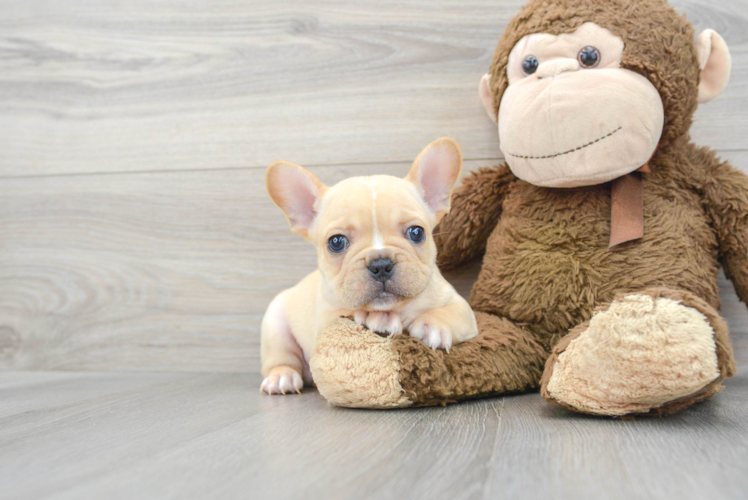 Fluffy Frenchie Purebred Puppy