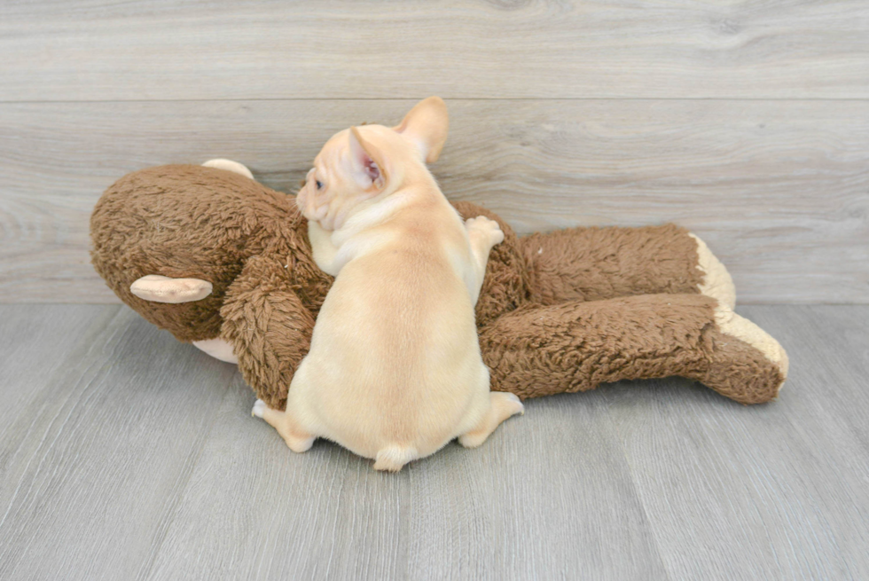 Hypoallergenic French Bulldog Baby