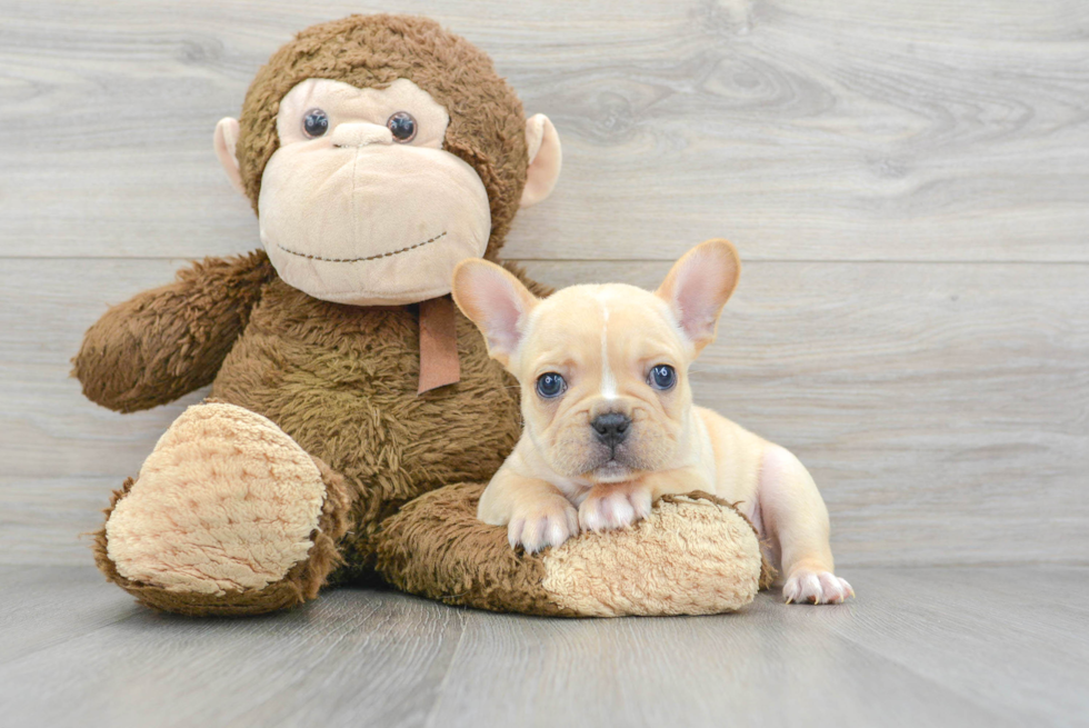 Little French Bulldog Purebred Pup
