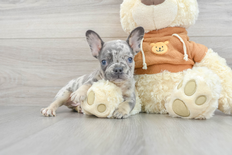 French Bulldog Puppy for Adoption