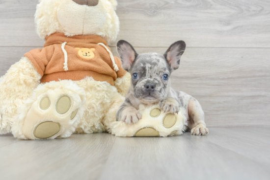 French Bulldog Pup Being Cute